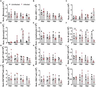 Immune cell early activation, apoptotic kinetic, and T-cell functional impairment in domestic pigs after ASFV CADC_HN09 strain infection
